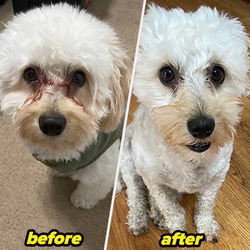 a reviewer's poodle before and after use