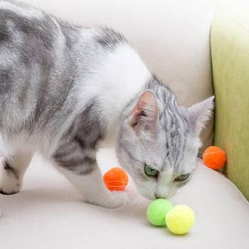 cat sniffing pom-pom balls