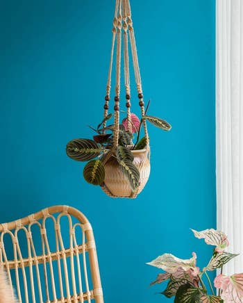 the brown plant hanger hanging in a blue room