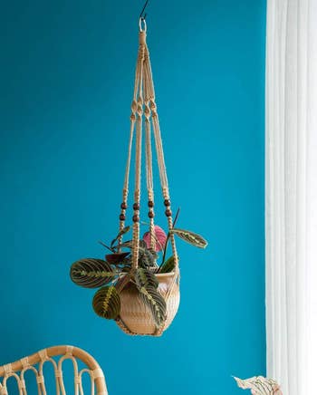 the brown plant hanger hanging in a blue room