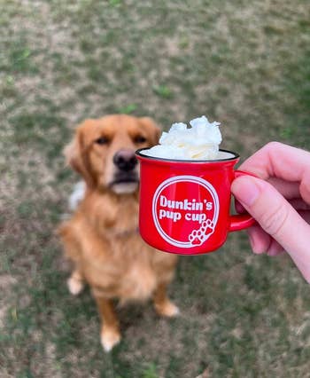 person holding red custom pup cup full of whipped cream in front of a dog outside