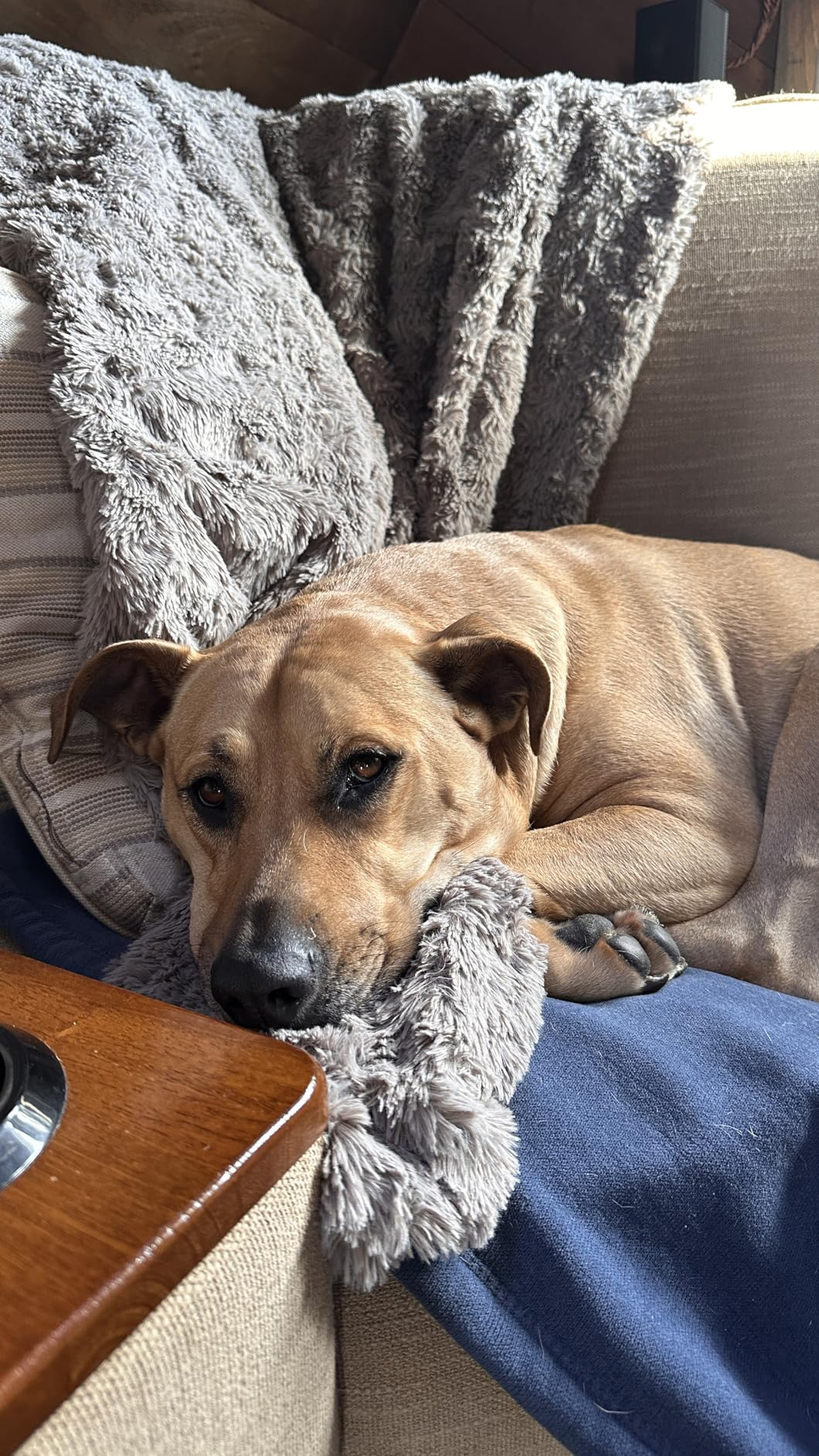 Dog lying connected  a cozy sofa, resting its caput  connected  a fluffy blanket