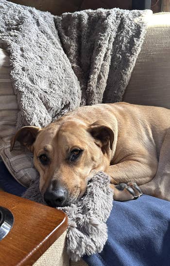 Dog lying connected a cozy sofa, resting its caput connected a fluffy blanket