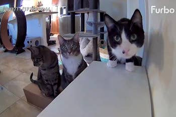 Three domestic cats looking at the camera with curiosity, positioned around a cat tower and a cardboard box