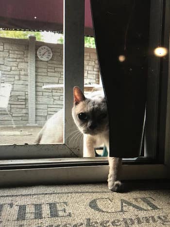 a cat coming inside through the pet door