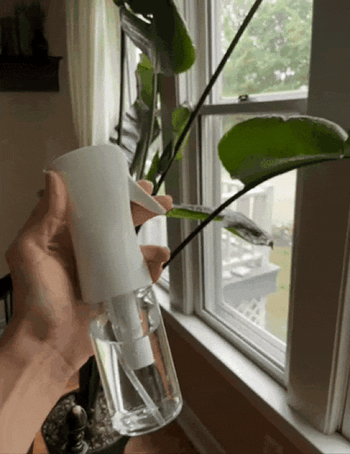 GIF of reviewer using continuous mist spray bottle on plants