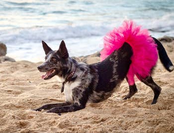 medium size dog in hot pink tutu