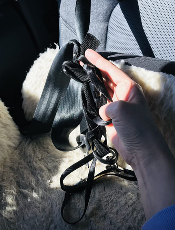 twisted up leash and seatbelt 