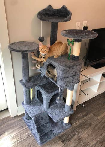 reviewer's cats on the gray cat tree