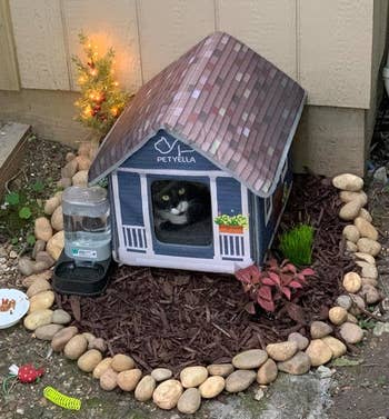 a cat inside a heated cat house