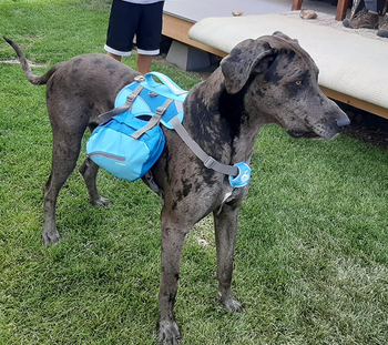 Reviewer image of back-view of product in blue on a large dog standing in grass