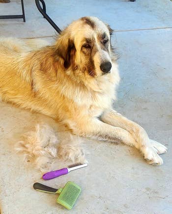 Dog adjacent  to heap  of shed fur and 2  brushes