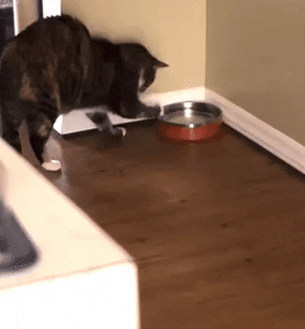 gif of a reviewer's cat unsuccessfully trying to tip the bowl over