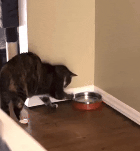 gif of a reviewer's cat unsuccessfully trying to tip the bowl over