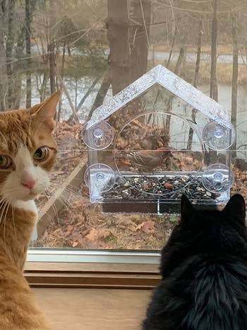 two cats watching a bird in the house feeder
