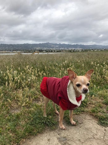chihuahua in fleece lined jacket