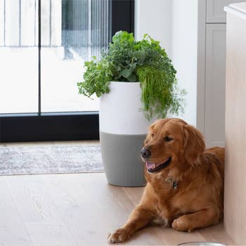 Golden Retriever lying next to a modern indoor planter air purifier in a home setting