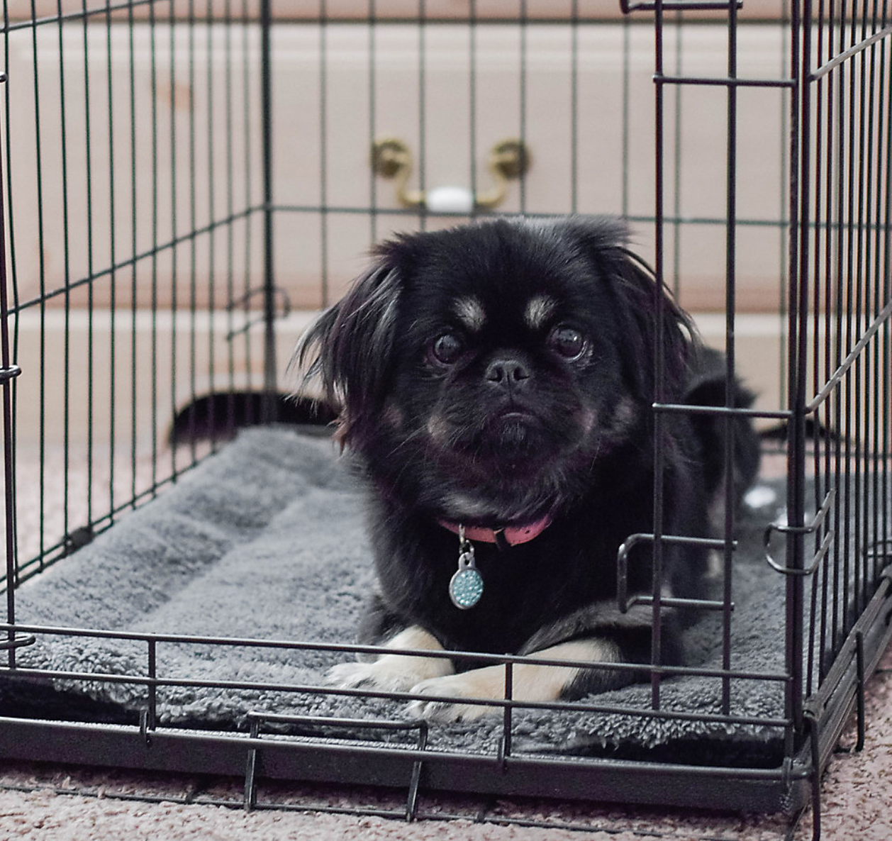 A dog sitting inside a crate on top of a grey self-warming mat
