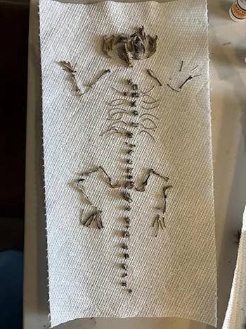 Bones arranged connected a textured aboveground resembling a tiny carnal skeleton, displayed successful a originative handmade style