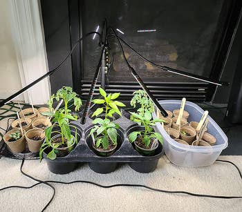 another reviewer's lights used on seedlings 