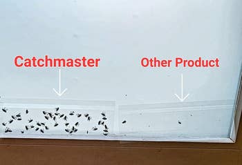 reviewer showing a side by side comparison of how many more flies the catchmaster traps got compared to another product