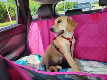 A golden retriever puppy sits in a car's backseat, protected by a pink car seat cover