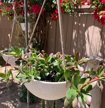 another reviewer's hanging pot with succulents in it