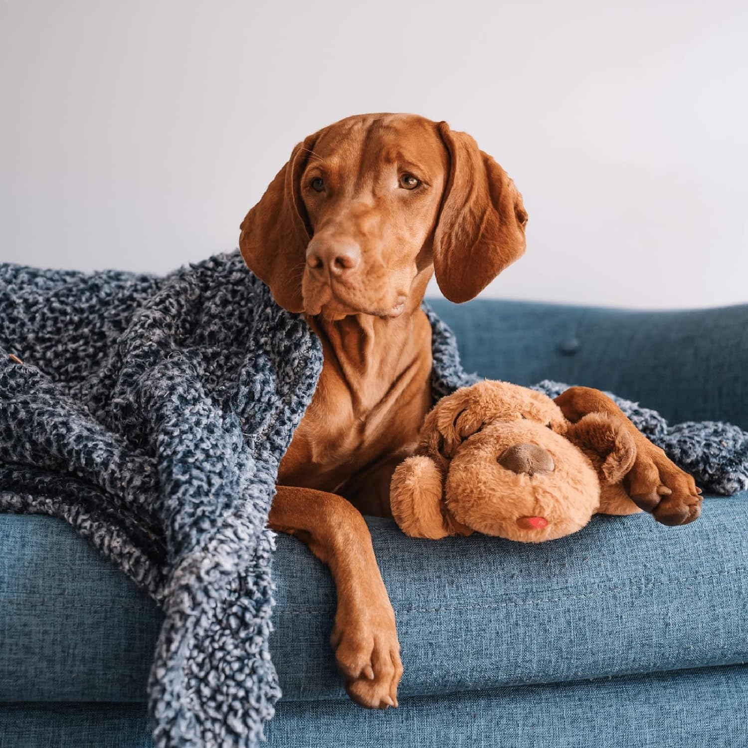 a larger canine  draped successful  a broad  portion    cuddling brownish  Snuggle Puppy