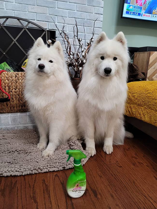 reviewer's two Samoyed dogs with thick, white coats looking smooth and detangled next to bottle of the spray