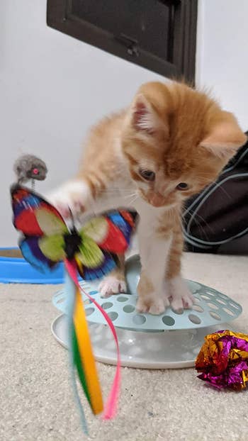 a kitten batting at the butterfly attachment