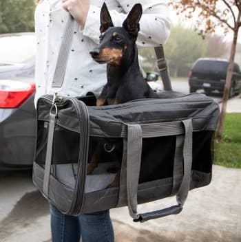 Person carrying a small black dog in a gray pet carrier with mesh sides, standing outdoors near a parked car