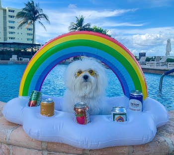 A fluffy achromatic  canine  with sunglasses sits successful  an inflatable unreality  interval  with a rainbow arch astatine  a poolside, surrounded by soda cans