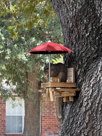 Squirrel sits nether a tiny reddish umbrella connected a woody feeder attached to a tree