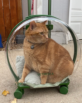 A cat in the green accented version 