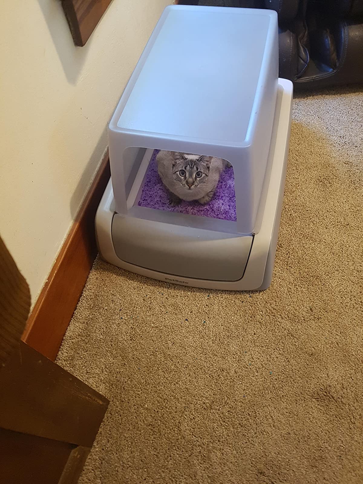 cat in covered litter box