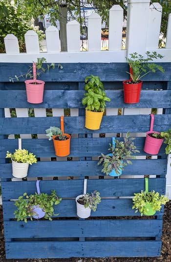 Colorful pots with plants bent from a vertical bluish woody pallet outdoors against a achromatic fence