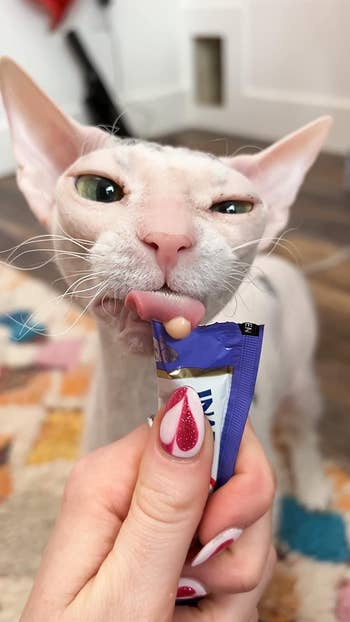 reviewer feeding their hairless cat the Churu tube treat