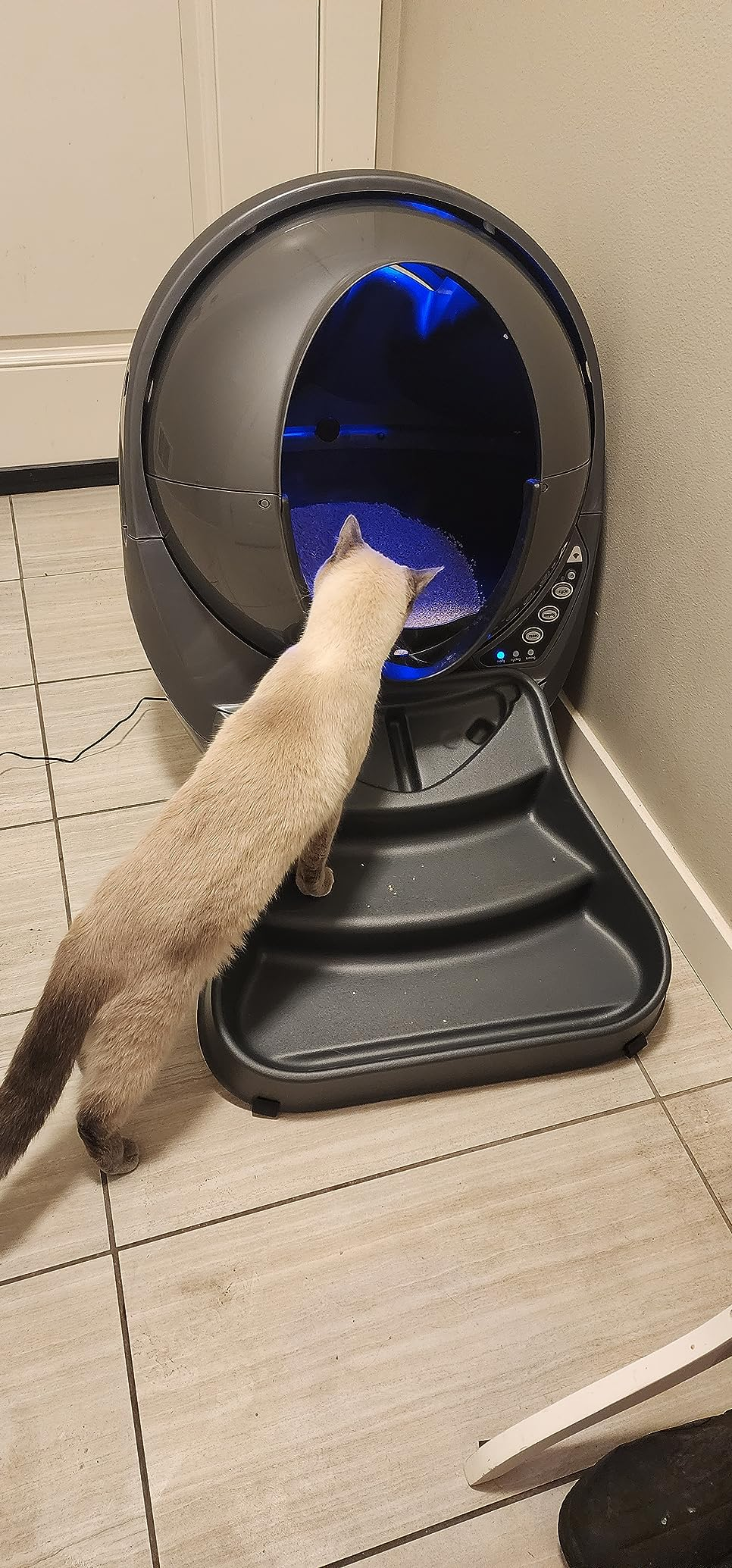Cat exploring an automatic litter container  successful  a bath  setting