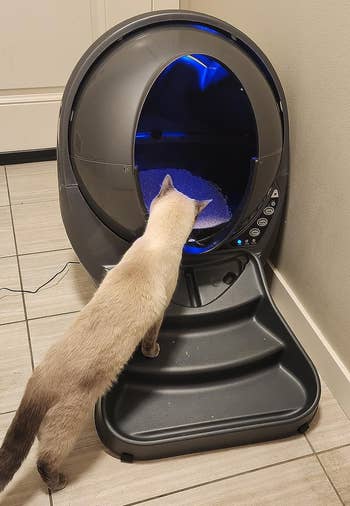 Cat exploring an automatic litter container successful a bath setting