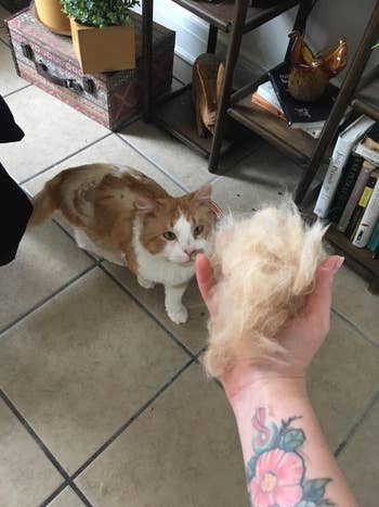 hand holds pile of fur picked up by same grooming brush in front of spotted cat