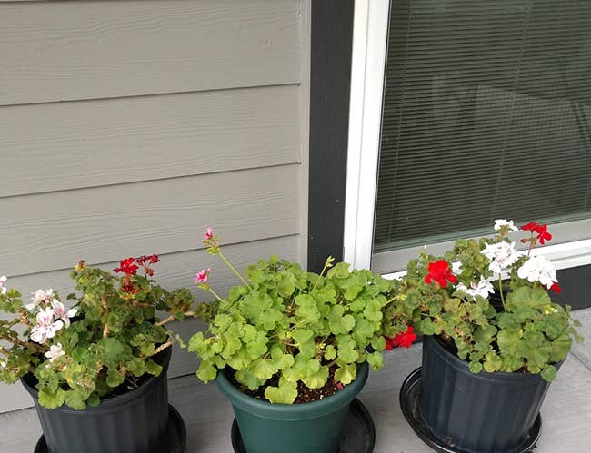 Reviewer's plant caddies holding potted geraniums
