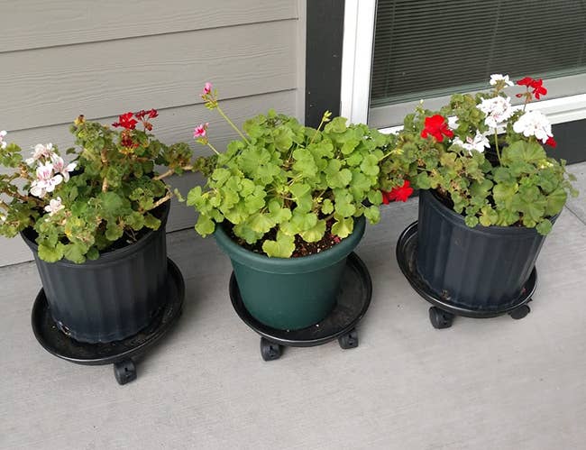Reviewer's plant caddies holding potted geraniums