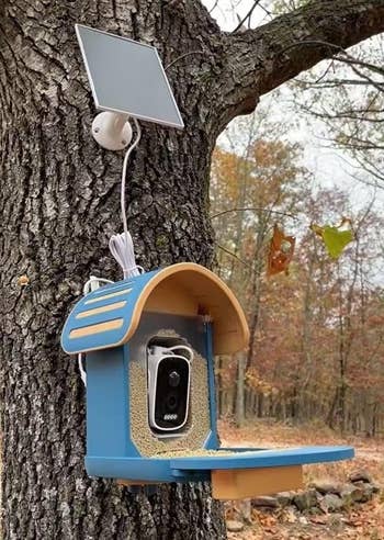 Bird feeder with a camera and star  sheet  attached to a tree, acceptable   successful  a forest, perchance   for observing oregon  photographing wildlife