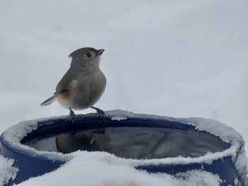 review image of bird sitting at rim of water bowl crusted in snow 