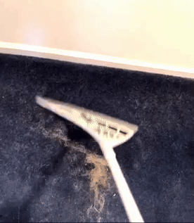 A flexible white broom pulling hair out of a carpet 