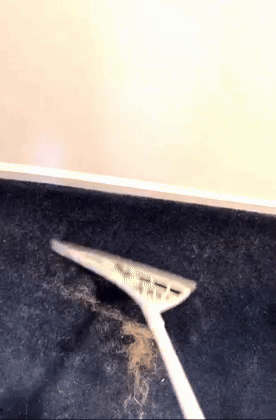A flexible white broom pulling hair out of a carpet 