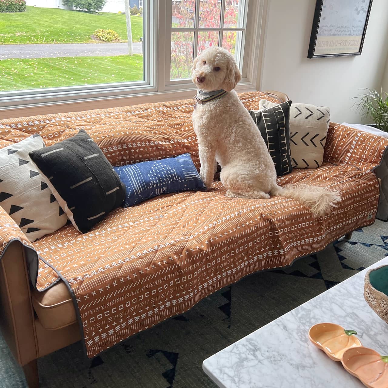 a white poodle sitting on the rust orange couch cover