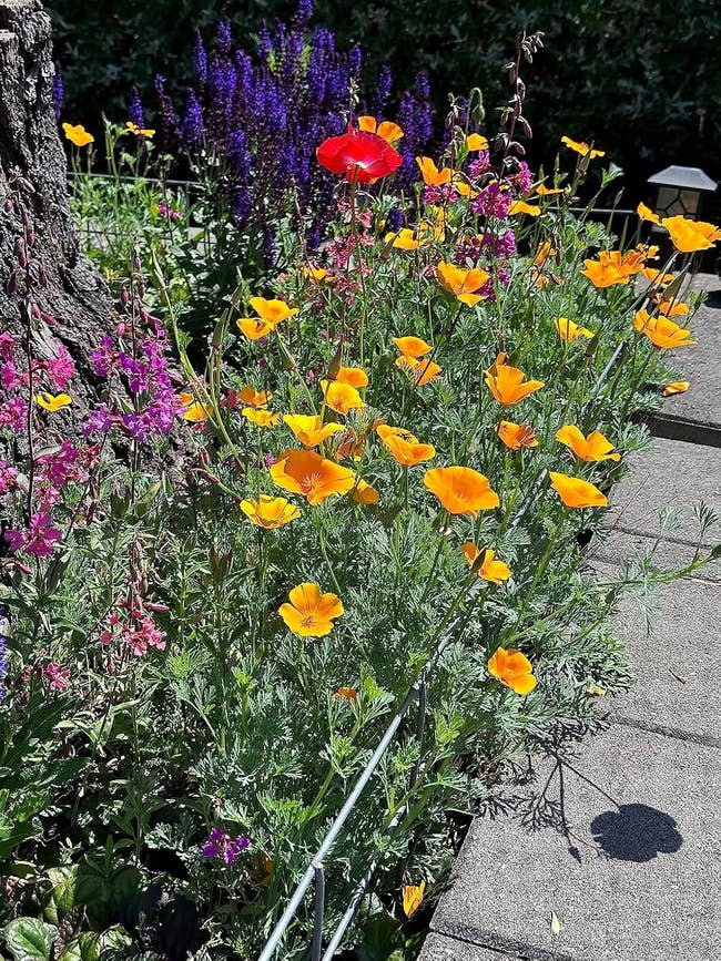 A plot  with assorted  flowers, including poppies, blooms alongside a chromatic  path, creating a serene, earthy  buying  inspiration