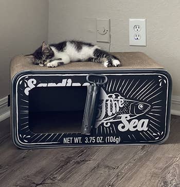 kitten napping on top of the black sardine box cat bed