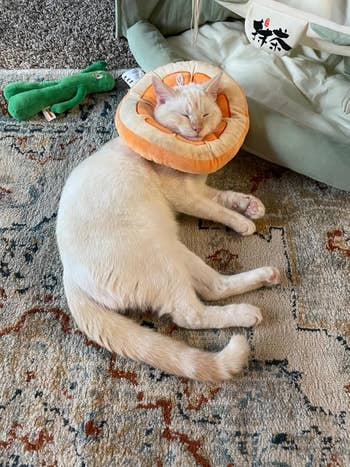 Cat sleeping on a rug with a plush orange around neck